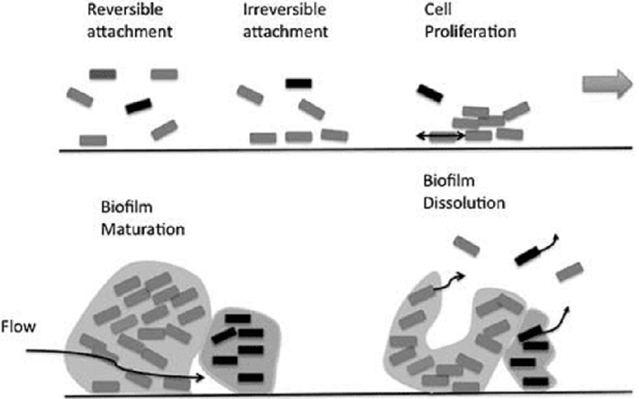 proses biofilm hingga terjadinya Biofouling