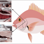 bagian insang ikan sebagai sistem alat pernapasan pada ikan