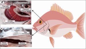 bagian insang ikan sebagai sistem alat pernapasan pada ikan