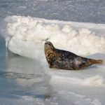 anjing laut orang nors di pulau greenland