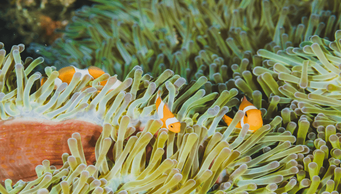 anemon laut adalah hewan yang menyengat dan berbahaya, namun menjadi rumah bagi ikan badut atau nemo
