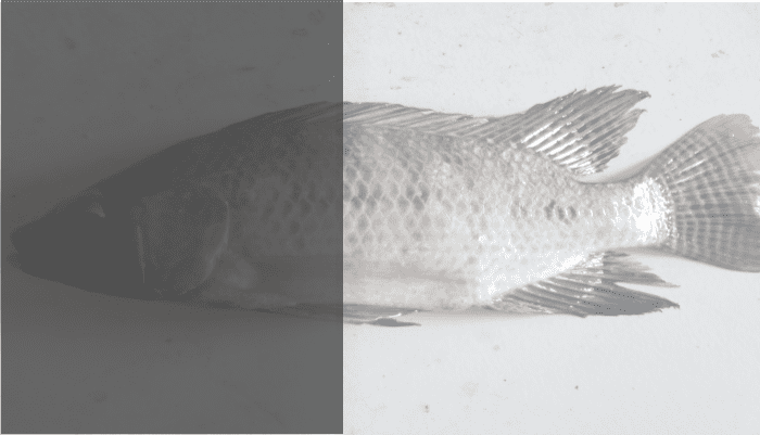ciri ikan bertulang sejati dan contoh ikan kelas osteichthyes