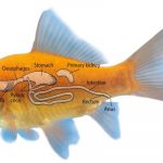 organ dan sistem pencernaan ikan