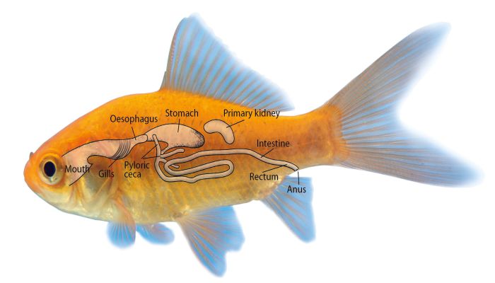 gambar sistem urutan organ pencernaan ikan usus, lambung ikan karnivora, omnivora dan herbivora