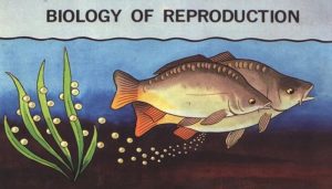 organ sistem fungsi tipe reproduksi ikan