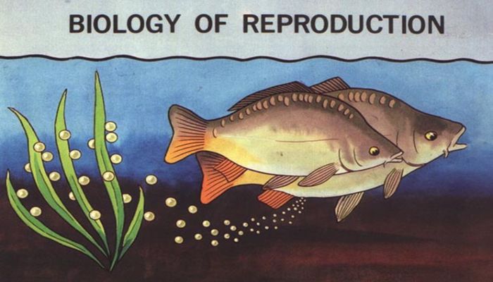 Reproduksi Ikan Sistem Organ dan Fungsi Lengkap Sea 