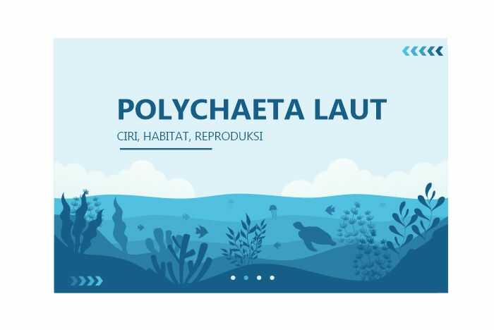 ciri polychaeta laut
