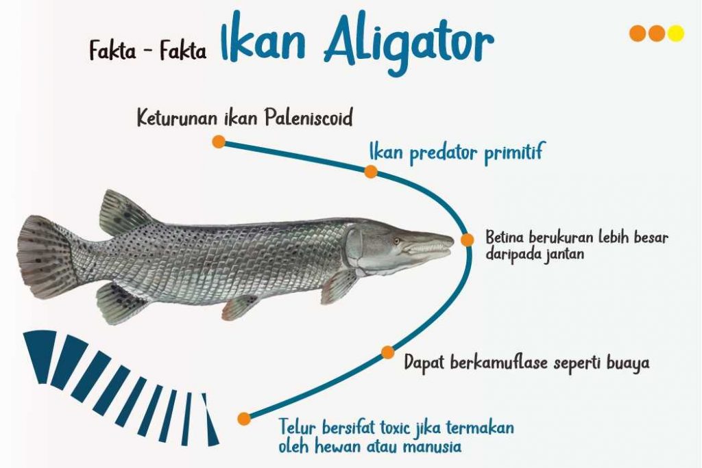 apakah aligator berbahaya tidak boleh di pelihara