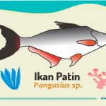 budidaya ikan patin