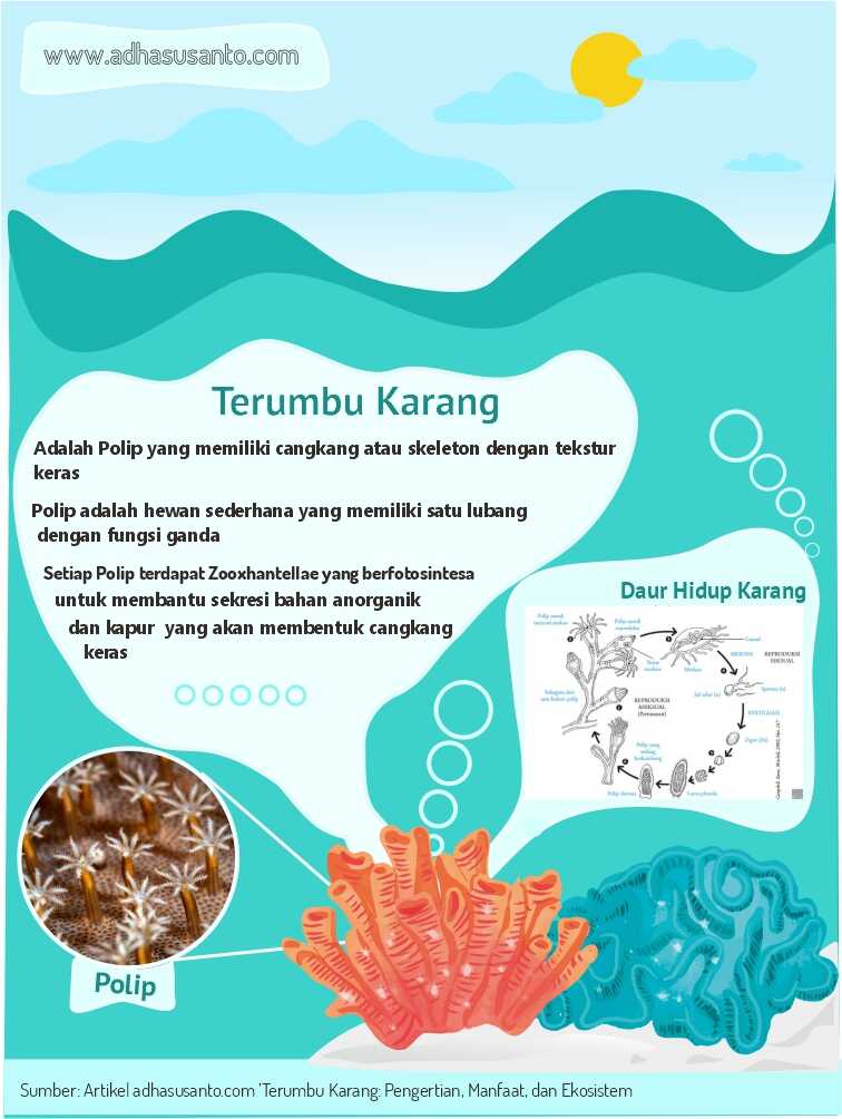 infografis karang