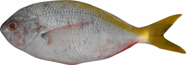 ekor kuning golongan ikan karnivora
