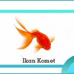 jenis ikan komet