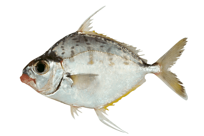 ikan omnivora