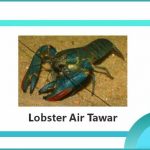 jenis lobster air tawar