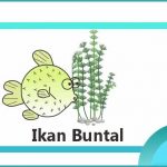 ciri dan habitat ikan buntal