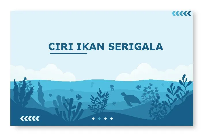 ciri ikan serigala