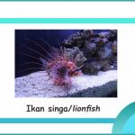 ciri klasifikasi ikan singa