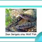 ikan serigala wolf fish