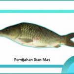 pemijahan ikan mas