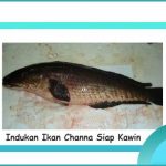 ciri ikan channa siap kawin