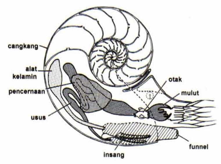 alat gerak dan bagian tubuh nautilus