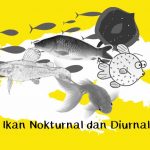 contoh ikan nokturnal diurnal