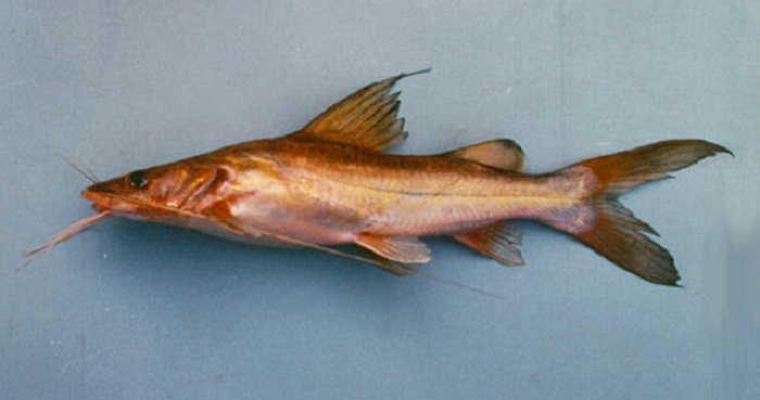 habitat ikan baung dan kebiasaan makan yang bahaya