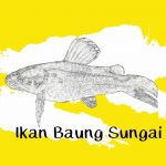 ikan baung sungai