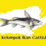 jenis ikan catfish berbahaya