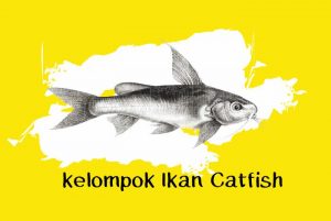 jenis ikan catfish berbahaya