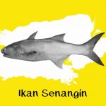 manfaat ikan senangin