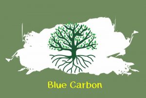 blue carbon mangrove adalah