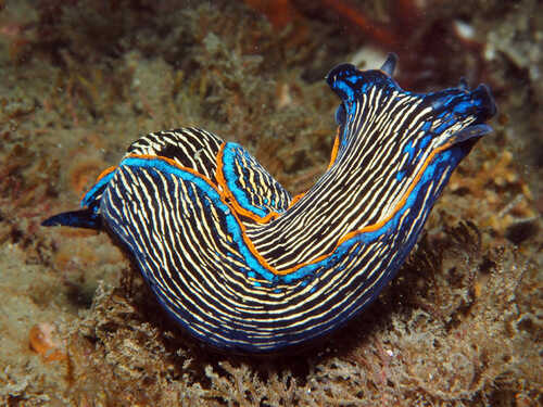 ciri navanax inermis hewan invertebrata laut