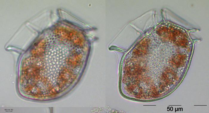 contoh fitoplankton yang berperan sebagai rantai makanan 