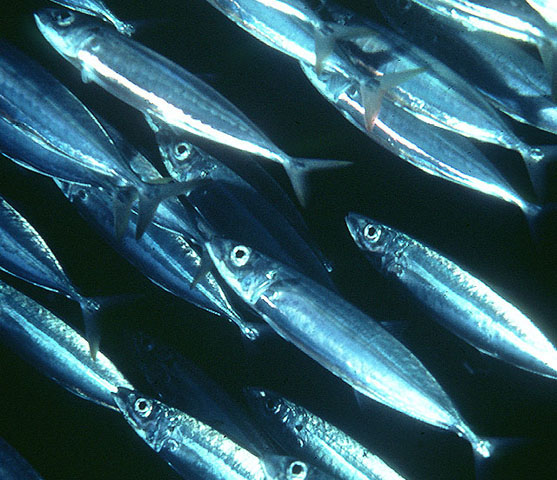 manfaat konsumsi ikan layang yang hidup pada habitat air laut produktif