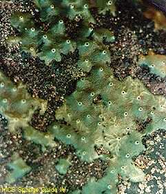  peranan hewan Invertebrata  laut porifera