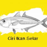 ciri ikan selar