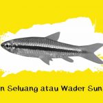 ciri ikan seluang sungai