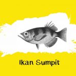 ciri ikan sumpit