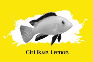 jenis ikan lemon