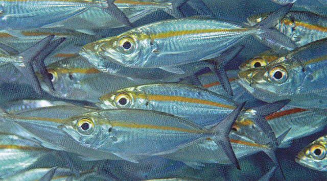 perbedaan sisik dan manfaat ikan selar yang termasuk dalam famili Carangidae
