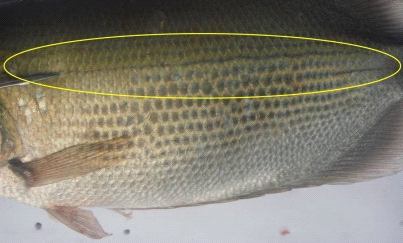 fungsi dan letak linea lateralis atau gurat sisi ikan sebagai bentuk adaptasi ikan terhadap lingkungan 