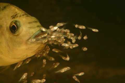 lama ikan nila, mujair menyimpan, memelihara dan mengerami telur telurnya dalam mulut