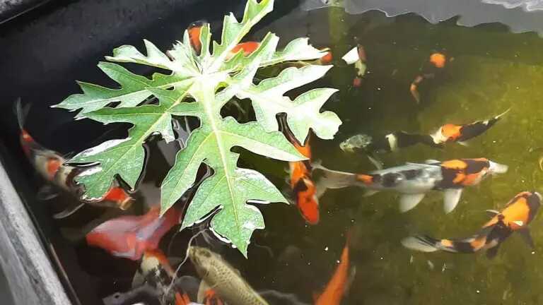 manfaat daun pepaya untuk ikan lele, koi, nila