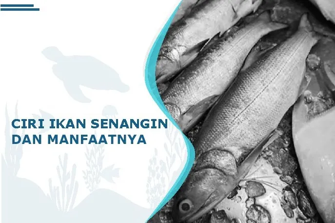 ciri ikan senangin