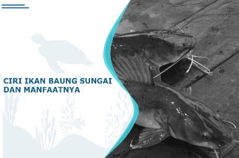 ciri ikan baung sungai
