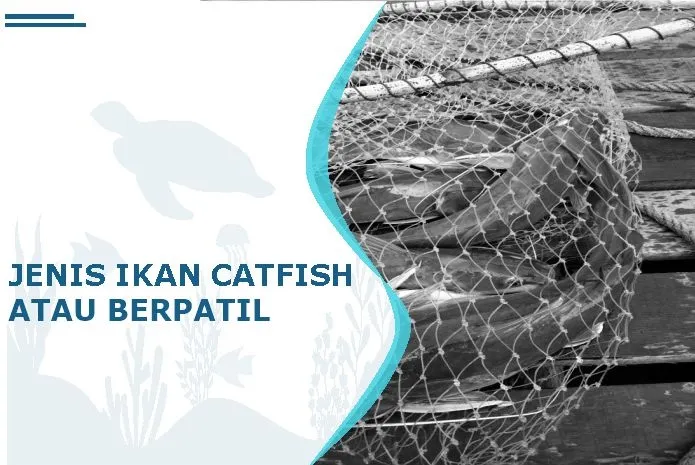 jenis ikan berpatil catfish
