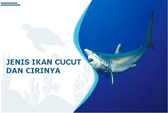 jenis ikan cucut laut
