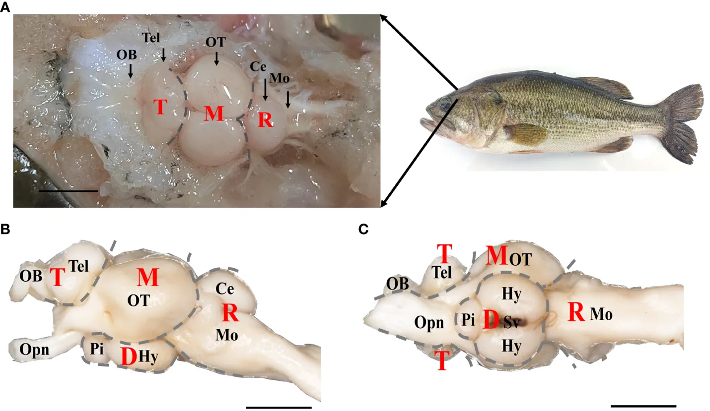 bagian otak ikan
