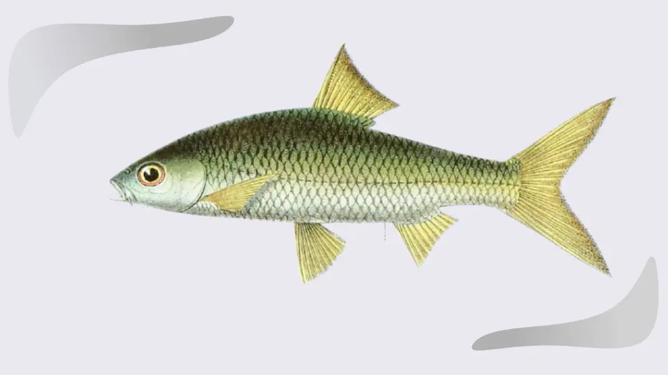 ikan bilis